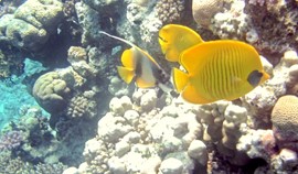 Don’t miss to meet the Mask Butterfly fish while visiting Port Ghalib and Marsa Alam  Photo